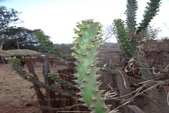Euphorbia neriifolia